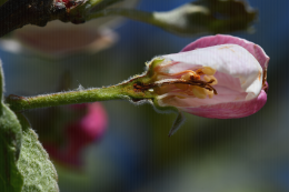 Coupe de fleur de pommier : dégât de gel